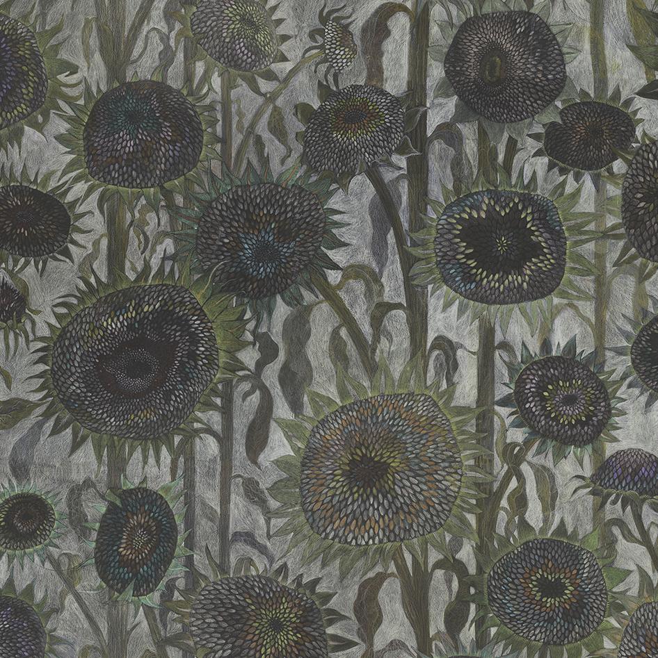 Detail of Sunflower ' Seed Heads' hand drawn luxury wallpaper design by artist Claire burbridge