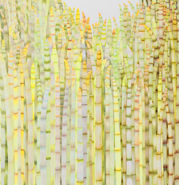 1200 Horsetails an archival inkjet print edition of 11 from the original pen and  ink drawing by Claire. Equisetum is a living fossil