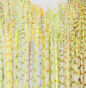 1200 Horsetails an archival inkjet print edition of 11 from the original pen and  ink drawing by Claire. Equisetum is a living fossil