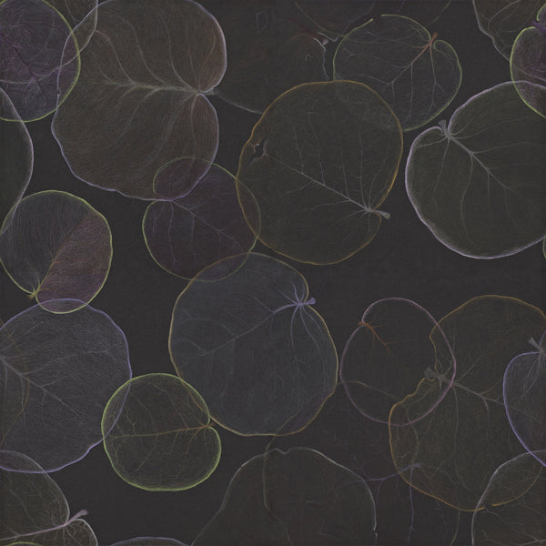 Single repeat of artist Claire Burbridge's moody dark atmospheric Sea Grape wallpaper showing translucent leaves of Florida native Coccoloba uvifera on a black background 