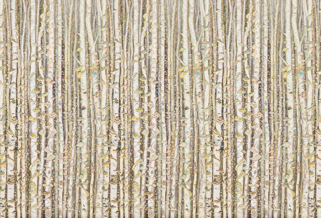 Tree mural wallpaper by artist Claire Burbridge , birch trees, polypore fungi, muted colors with bright highlights